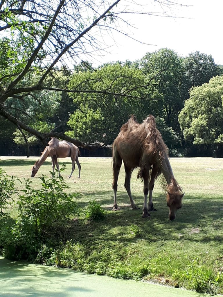 tierpark4